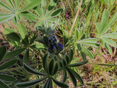 Lupinus cosentinii