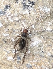 Allonemobius maculatus