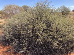 Eremophila glabra