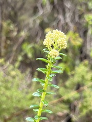 Cassinia denticulata