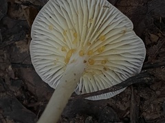 Basidiomycota