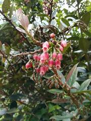 Macleania
