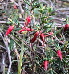 Stenanthera conostephioides