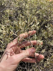 Eremophila glabra
