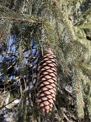 Picea abies