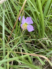 Rhexia mariana