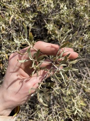 Eremophila glabra