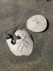 Dendraster excentricus