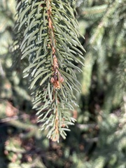 Picea abies
