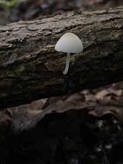 Pluteus