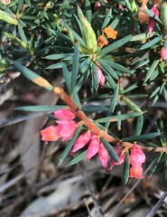 Brachyloma ericoides