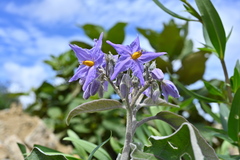 Solanum lanceolatum