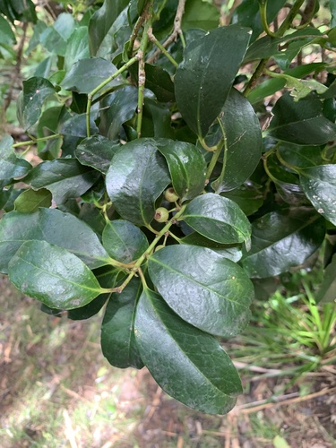 Ilex mertensii iNat (2)