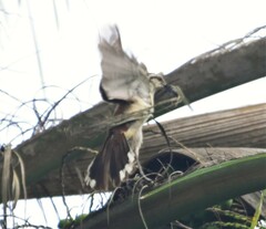 Campylorhynchus griseus