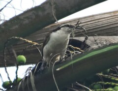 Campylorhynchus griseus