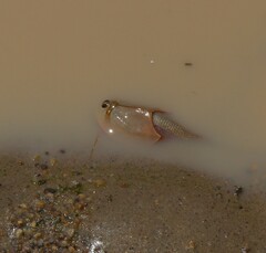 Triops