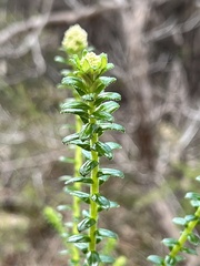 Cassinia denticulata