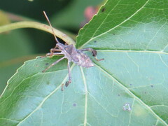 Leptoglossus oppositus