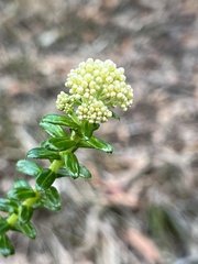 Cassinia denticulata