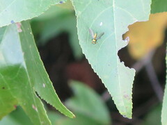 Condylostylus comatus