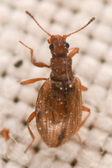 Latridiinae