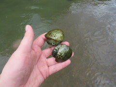 Theliderma intermedia