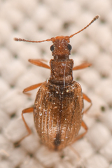Latridiinae