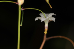 Vancouveria hexandra