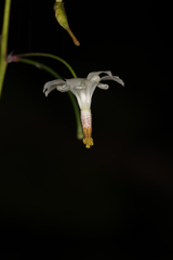 Vancouveria hexandra