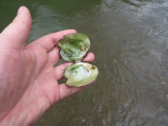 Theliderma intermedia