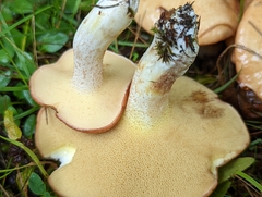 Suillus weaverae