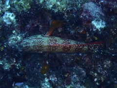Cheilinus chlorourus