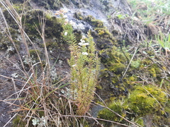 Erica lusitanica