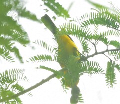 Icterus nigrogularis