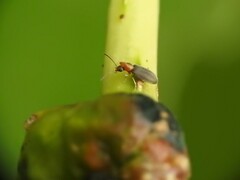 Notoxus murinipennis