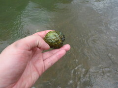 Theliderma intermedia