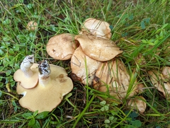 Suillus weaverae