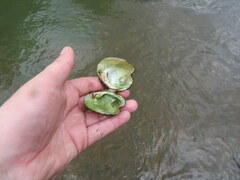 Theliderma intermedia