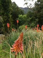 Kniphofia