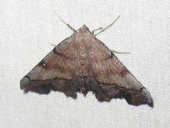 Phyllodonta sarukhani