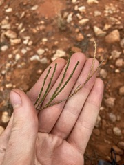 Eremophila homoplastica
