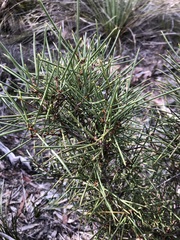 Hakea vittata