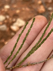 Eremophila homoplastica