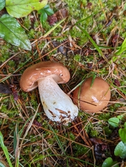 Suillus weaverae