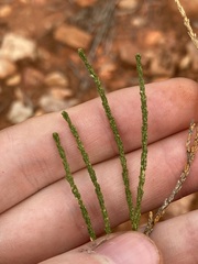 Eremophila homoplastica