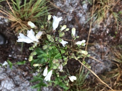 Penstemon multiflorus