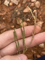 Eremophila homoplastica