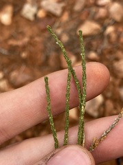 Eremophila homoplastica