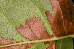 Cameraria gaultheriella