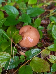 Suillus weaverae